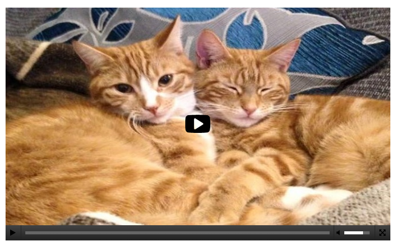 Use MemberGate&##x27;s Media Players to Stream Audio and Video Files Hosted Anywhere