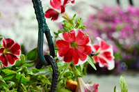 Find Great (and Free) Images to Use